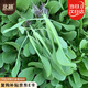 北蔬 雞毛菜種子苗秋四季速生蔬菜籽 卓脆全季雞毛菜種子10g約2500粒