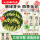 蓮子芯特級清熱降火去心火蓮子心泡水干貨中藥材特級純天然去火茶 精選級蓮子芯2罐100g