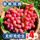 無(wú)籽葡萄克倫生紅提新鮮現摘孕婦水果提子脆葡萄香甜皮薄無(wú)核包郵 3斤