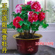 致薈樹(shù)正宗洛陽(yáng)牡丹花苗盆栽綠植室內外陽(yáng)臺四季開(kāi)花重瓣大花牡丹花樹(shù)苗 牡丹大苗【10-15分枝老樁】品種備注