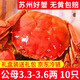 【活蟹】龍行大閘蟹現貨 鮮活螃蟹六月黃公母河蟹水產(chǎn)海鮮禮盒裝 六月黃3.3-3.6兩 10只