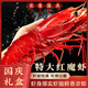 紅魔蝦野生特大日料可刺身生腌新鮮冷凍超大深海蝦海鮮水產(chǎn)順豐 （紅魔蝦尾）30-40只/盒  400g(凈重)
