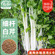 壽禾 白芹菜種子種苗細(xì)桿實(shí)心秋季蔬菜種籽 濰育細(xì)稈白芹菜種子10g