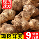 辰實【現(xiàn)挖】洋姜新鮮 鬼子姜不辣 農(nóng)家現(xiàn)挖生洋姜 醬腌菜 菊芋 9斤（劃算）