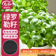 壽禾 羅勒種子苗食用香草綠色盆栽種植香草種籽 濰豐壽藝羅勒種子5g