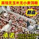 高品質(zhì)50斤無(wú)小麥鴿糧無(wú)玉米幼鴿糧四季營(yíng)養鴿子糧賽信鴿觀(guān)賞鴿糧 30斤高品質(zhì)無(wú)玉米無(wú)小麥鴿糧 全新升級高蛋白配方全方位滿(mǎn)足鴿子營(yíng)養