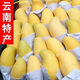 云南晚熟芒果新鮮芒果產(chǎn)地現摘水果生鮮生鮮館芒果 嘗鮮3斤裝（單果250克起）