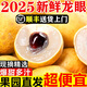 春福樂【順豐速發(fā)】廣東石峽儲良龍眼當(dāng)季新鮮水果鮮桂圓甜龍眼整箱 凈重4.5-5斤丨精選裝