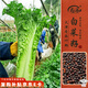 壽禾長大白菜種子苗青麻葉秋季蔬菜種籽 濰育天津青麻葉種子10g*5袋