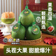 泰國進(jìn)口翡翠黃金葡萄柚新鮮純甜多汁中秋水果水果青柚蜜柚孕婦果 4個(gè)（單果凈重2～2.5斤） 進(jìn)口優(yōu)果顆顆嚴選中秋送禮團圓蜜柚