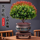 SMVP金絲楠木小葉赤楠盆景老樁盆栽苗花卉辦公室內桌面小綠植好養四季 3年苗--小葉赤楠+【舍得】+底座+苔鮮