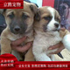 田園犬活體幼犬看家狗純黑大黃四眼活幼體土狗蝴蝶犬小狗 田園級 小型中華田園犬 公母備注