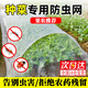 蔬菜防蟲(chóng)網(wǎng)果蔬防蟲(chóng)大棚防蚊蟲(chóng)紗網(wǎng)防蟲(chóng)網(wǎng)罩家庭菜園大棚種菜專(zhuān)用 種菜防蟲(chóng)網(wǎng)60目【2米*5米】