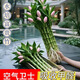 臨雅魚(yú)缸水培植物富貴竹林造景竹柏水杉樹(shù)苗造型樹(shù)新手真水草綠植盆栽 水培竹苗(20-30cm)好養耐活 5棵