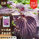 北蔬 紫蘇種子種苗全紫大葉可食用盆栽蔬菜種籽 卓脆全紫紫蘇種子5g