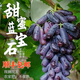 現(xiàn)摘藍(lán)寶石金手指無籽黑提水果黑美人指孕婦水果批發(fā)葡萄順豐包郵 精選3斤