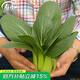 壽禾油菜種子矮腳上海青梗菜蔬菜小白菜快菜秋季壽光蔬種籽四季青菜 [植株高]蘇州青油菜種子 20g