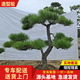 造型松樹(shù)苗庭院景觀(guān)迎客松綠化工程松大小規格齊全四季常青 油松2米-6米一對一視頻選樹(shù)咨詢(xún)