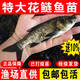 特大花鰱魚苗批發(fā)附近本地淡水鰱鳙活體魚苗冷水小魚觀賞魚大頭魚苗 花鰱魚苗5-7厘米30條【送10%防損】