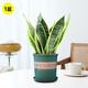 恰意金邊虎皮蘭盆栽室內客廳花卉綠植辦公室凈化空氣好養活虎尾蘭植物 虎皮蘭30cm3棵（0.5加侖盆）送花肥