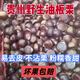 毛栗今年野生貴州栗子新鮮老樹(shù)正宗貴州油栗毛栗子高山新鮮小板栗 貴州野生板栗 5斤 香甜軟糯