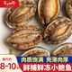 賣(mài)魚(yú)七郎【鮮凍小鮑魚(yú)】帶殼小鮑魚(yú)海鮮水產(chǎn)商用冷凍鮑魚(yú)中小鮑魚(yú) 500g 約8-10頭精品鮑【貴在運費】