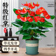花竹戀杜鵑花四季開(kāi)花盆栽花卉綠植陽(yáng)臺辦公室紅掌室內盆栽盆景大型綠植 紅掌 含盆栽好發(fā)貨高度40厘米左右