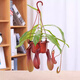 京云夢(mèng)豬籠草盆栽新奇趣味捕蟲(chóng)草食人花卉綠植食蟲(chóng)草新奇趣味源頭直發(fā)