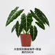 臨雅綠天鵝絨海芋盆栽天鵝絨綠植竹芋室內客廳植物50c加侖盆源頭直發(fā)