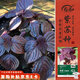 壽禾 紫蘇種子種苗大葉全紫四季秋季蔬菜種籽 濰育紫黛7號(hào)紫蘇種子5g