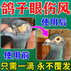 鴿子單眼傷風(fēng)眼藥水滴眼液眼病專(zhuān)用藥結膜炎紅腫流淚腫脹閉眼特效 一瓶【今天滴 明天好】鳥(niǎo)類(lèi)都能用