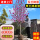 玉蘭樹(shù)苗紫玉蘭苗紅玉蘭黃玉蘭樹(shù)苗嬌紅一號玉蘭花苗玉蘭樹(shù)苗庭院 紫玉蘭 1公分粗(好成活)