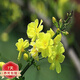 迎春花盆景  迎春苗 迎春花苗盆景 庭院攀援花卉爬藤植物 迎春 3年苗10棵當(dāng)年開花 壯苗)