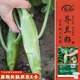 壽禾 雞腿芥蘭種子苗芥藍(lán)四季蔬菜籽 肥翠七號(hào)(雞腿芥蘭)種子30g*2袋