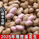 辰實(shí)【順豐】新鮮花生 現挖生花生 濕花生農家帶殼粉紅皮花生米 5斤新鮮濕花生【粉皮】