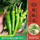 壽禾 辣椒苗各種椒苗壽光菜苗苗子朝天椒樹(shù)苗帶土發(fā)貨秋冬山東蔬菜苗 壽禾樟樹(shù)港辣椒苗 6棵