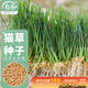 壽禾貓草種子水培小麥草麥苗盆栽芽苗菜種植 濰豐貓草種子50g約1000粒