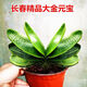 精品金元寶君子蘭大苗圓頭黑珍珠國蘭室內花卉高檔和尚頭正宗正品 獅子頭1葉苗 帶盆栽好