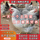 二斤重純種白蘆花雞活苗正宗半大汶上蘆花雞苗散養(yǎng)土雞苗小雞活苗 4-5兩重白蘆花 10只【2公8母】