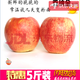 營(yíng)口熊岳產(chǎn)寶寶吃的粉蘋(píng)果面蘋(píng)果粉面蘋(píng)果刮泥喬納金蘋(píng)果 5斤 80mm(含)-85mm(不含) 大果，5斤9