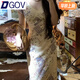 DGOV法式復古風(fēng)蕾絲純欲碎花連衣裙女2025夏季新款顯瘦收腰減齡長(cháng)裙子 米黃色碎花連衣裙 M 腰圍62-63