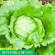 壽禾結(jié)球生菜種子種籽圓生菜秋冬季播種四季家庭陽(yáng)臺(tái)田園種植蔬菜籽 壽禾綠翡翠結(jié)球生菜種子10g