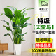 卉優(yōu)特級天堂鳥(niǎo)盆栽客廳室內大型綠植辦公室居家植物新房吸除甲醛好養 特級天堂鳥(niǎo)1.3-1.4m【鉆石盆】