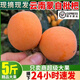 云南枇杷【鮮果現摘】新鮮蒙自甜枇杷大果米易甜枇杷四川琵琶水果 2斤 單果30g以上