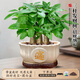 靜黛軒大盆三桿發(fā)財樹(shù)綠植盆栽室內開(kāi)業(yè)招財植物中式小盆景四季常青好養 加粗三桿發(fā)財樹(shù)（招財進(jìn)寶圓白盆）送底座 送陶粒