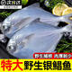勛勛之海新鮮銀鯧魚(yú)海捕鯧魚(yú)鮮活冷凍海魚(yú)小鯧魚(yú)昌魚(yú)平魚(yú)鳊魚(yú)晶魚(yú)海鮮魚(yú)類(lèi) 野生銀鯧魚(yú)1斤【5-6條/斤】無(wú)冰凈重