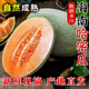 兮柔海南頭茬哈密瓜 曉蜜25號西州蜜甜瓜脆甜小蜜瓜新鮮水果現摘整箱 9斤裝（約2-5個(gè)）