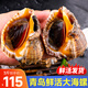漁哥戲魚海螺青島鮮活大號海螺中號海螺小海螺特大海螺肉【鮮活發(fā)貨】 特大海螺 1500g 9-12只