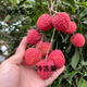 鮮聞果廣東增城仙進(jìn)奉/桂味荔枝整箱冰凍荔枝當季多汁水果順豐/京東 增城仙進(jìn)奉荔枝-4.5斤單果16g+