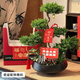 Only you【兩小時(shí)達】五層塔松盆栽青松綠植中秋節松樹(shù)盆景室內植物 開(kāi)業(yè)大吉【精致造景五層塔松盆景】 開(kāi)業(yè)送禮推薦